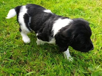 8 week old springer pup's. Very good hunting background.