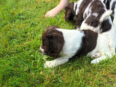 8 week old springer pup's. Very good hunting background.
