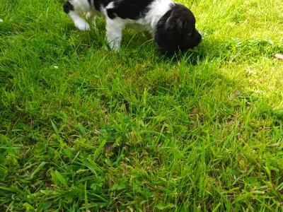 8 week old springer pup's. Very good hunting background.