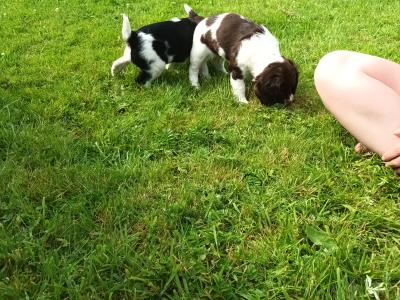 8 week old springer pup's. Very good hunting background.