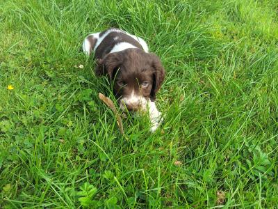 8 week old springer pup's. Very good hunting background.