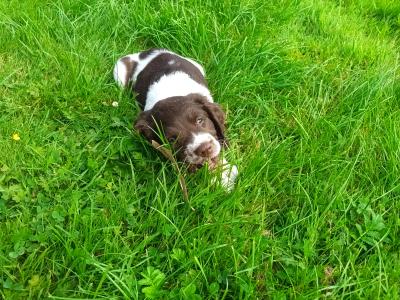 8 week old springer pup's. Very good hunting background.