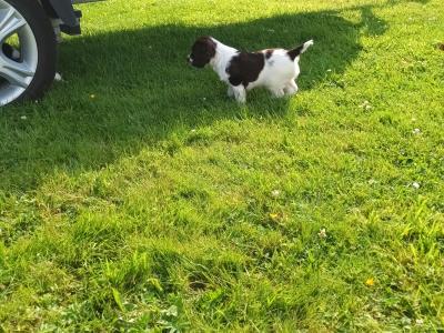 8 week old springer pup's. Very good hunting background.