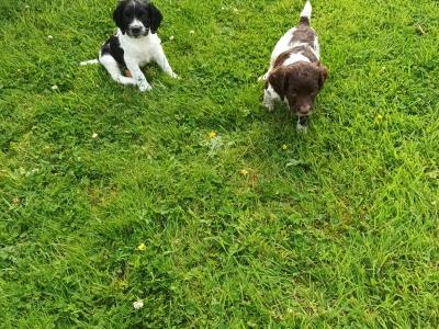 8 week old springer pup's. Very good hunting background.