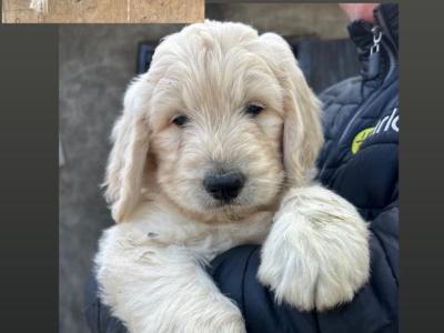Adorable Goldendoodle puppies (3 females) in Laois