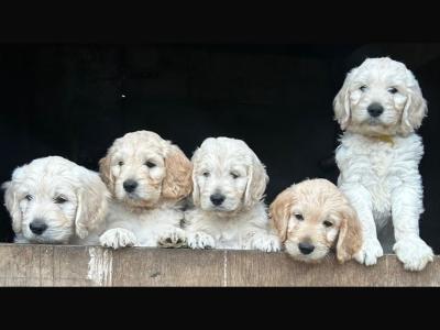 Adorable Goldendoodle puppies (3 females) in Laois