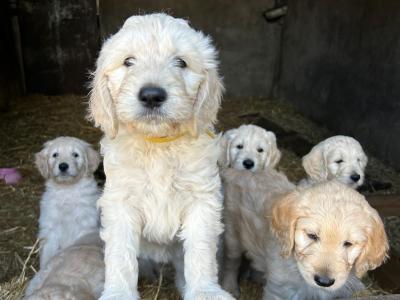 Adorable Goldendoodle puppies (3 females) in Laois