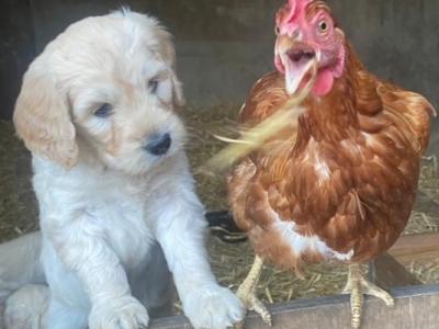 Adorable Goldendoodle puppies (3 females) in Laois