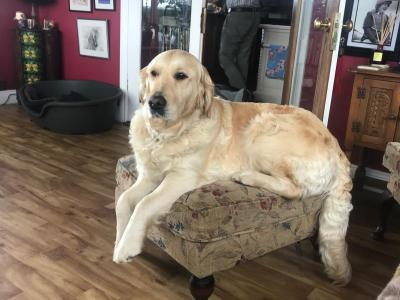 Adorable Goldendoodle puppies (3 females) in Laois