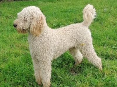 Adorable Goldendoodle puppies (3 females) in Laois