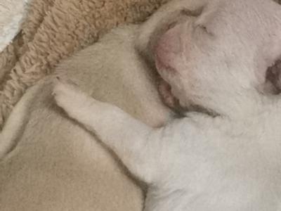 Beautiful French Bulldog puppies in Dublin