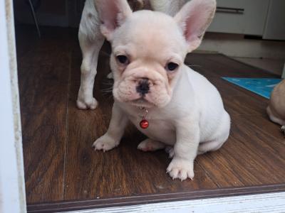 Beautiful French Bulldog puppies in Dublin