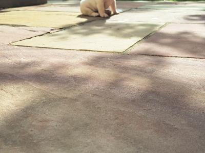 Beautiful French Bulldog puppies in Dublin