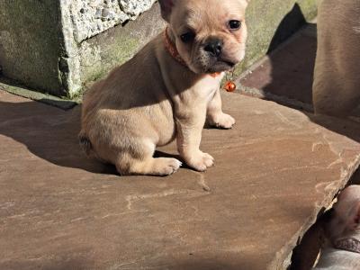 Beautiful French Bulldog puppies in Dublin