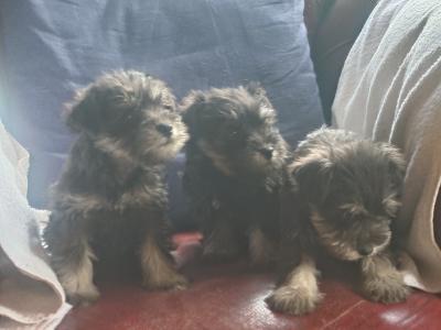 3 miniature Schnauzer puppies in Wicklow