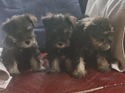 3 miniature Schnauzer puppies in Wicklow
