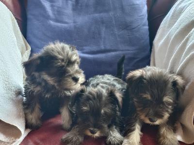 3 miniature Schnauzer puppies in Wicklow