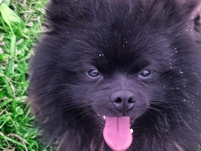 Purebred male Pomeranian puppy in Dublin