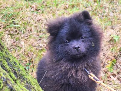 Purebred male Pomeranian puppy in Dublin