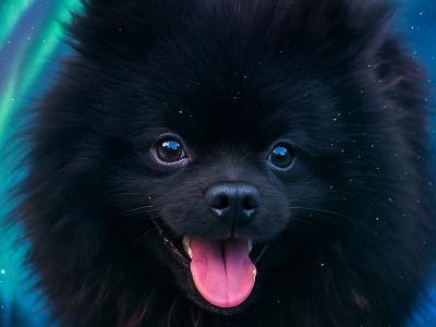 Purebred male Pomeranian puppy in Dublin