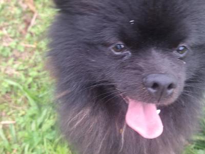 Purebred male Pomeranian puppy in Dublin
