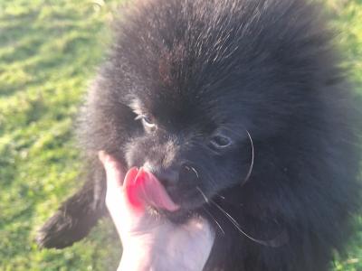 Purebred male Pomeranian puppy in Dublin