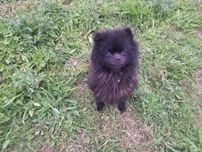 Purebred male Pomeranian puppy in Dublin