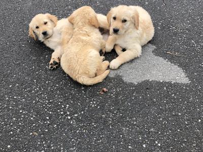 Stunning IKC Registered Golden Retriever puppies for sale in Galway