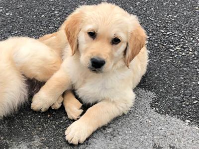 Stunning IKC Registered Golden Retriever puppies for sale in Galway