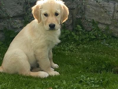 Stunning IKC Registered Golden Retriever puppies for sale in Galway