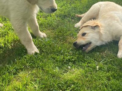 Stunning IKC Registered Golden Retriever puppies for sale in Galway