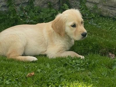 Stunning IKC Registered Golden Retriever puppies for sale in Galway