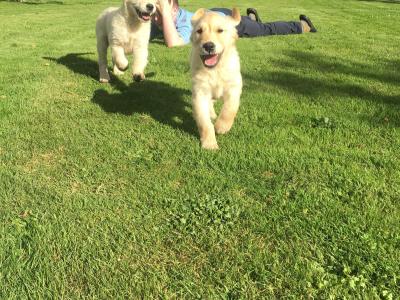 Stunning IKC Registered Golden Retriever puppies for sale in Galway