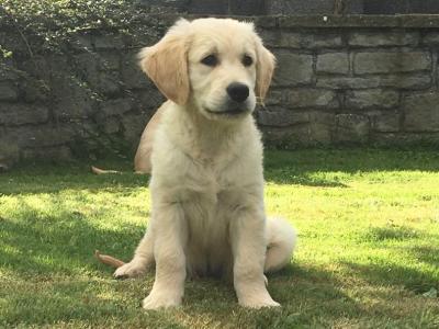Stunning IKC Registered Golden Retriever puppies for sale in Galway
