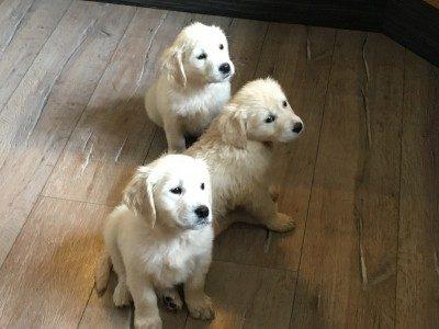 Stunning IKC Registered Golden Retriever puppies for sale in Galway