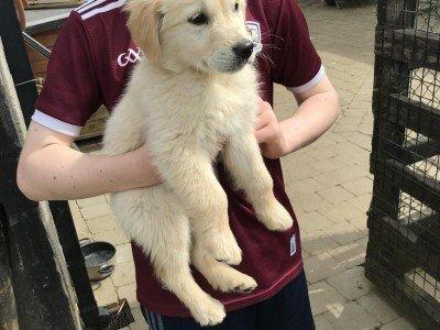 Stunning IKC Registered Golden Retriever puppies for sale in Galway