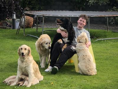 Stunning IKC Registered Golden Retriever puppies for sale in Galway