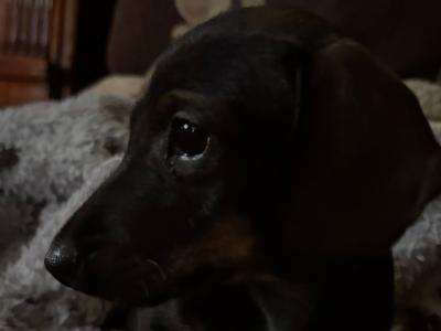 Female Dachshund puppy in Cork