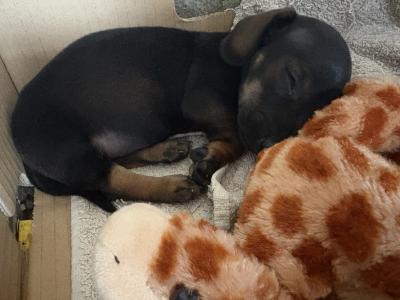 Female Dachshund puppy in Cork