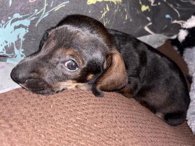 Female Dachshund puppy in Cork