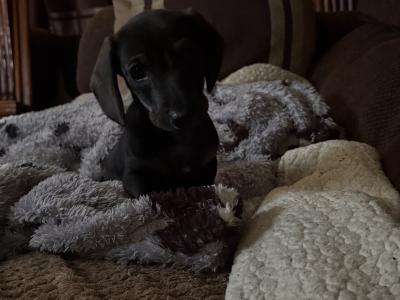 Female Dachshund puppy in Cork