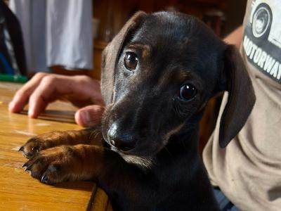 Female Dachshund puppy in Cork