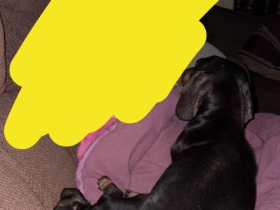 Female Dachshund puppy in Cork