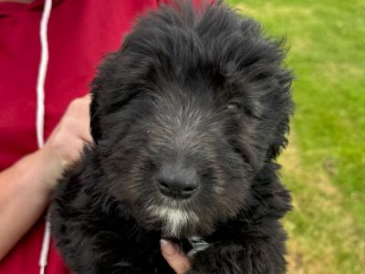 Borderdoodle puppies in Kilkenny