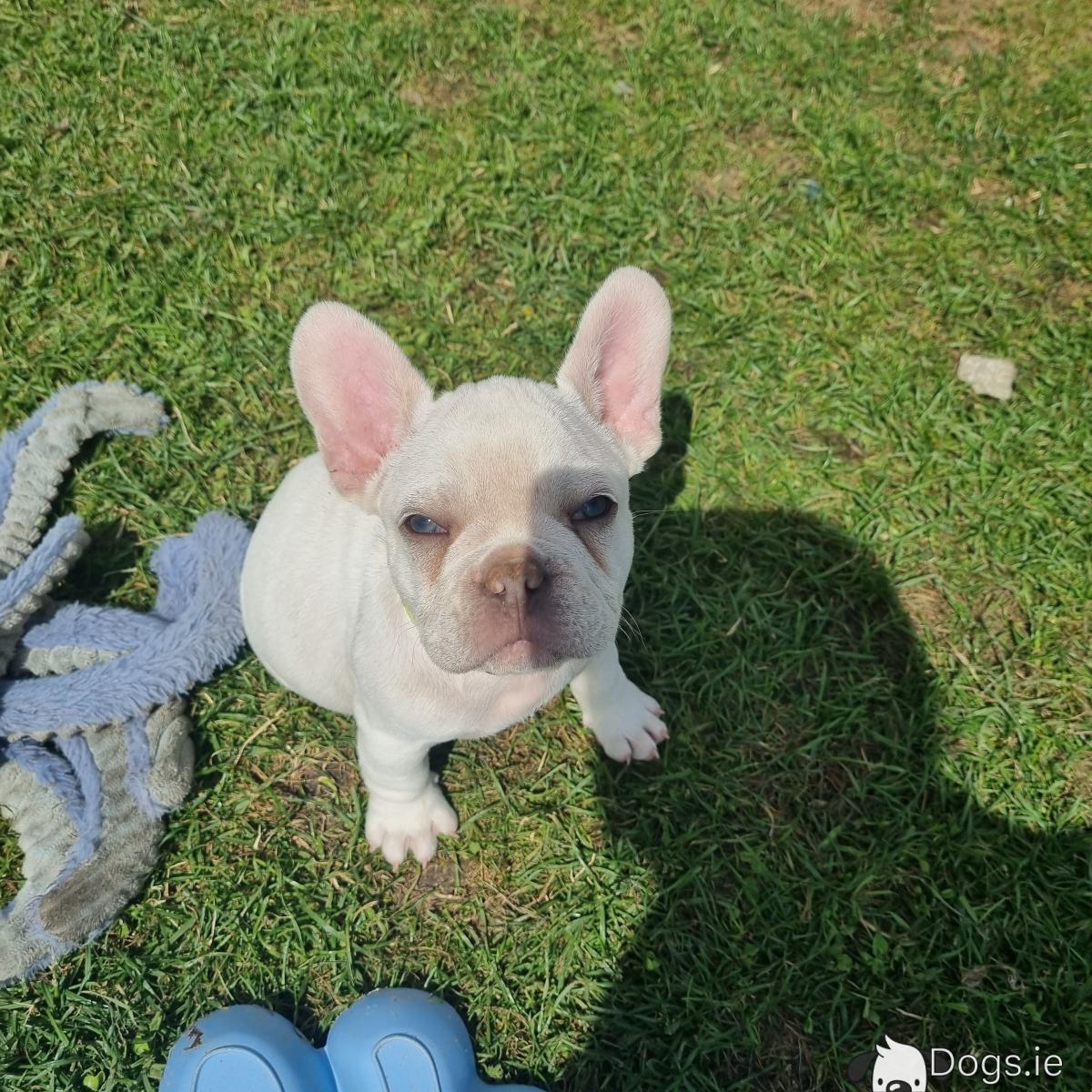 Bulldog Rescue Mini Frenchie For Sale Near Me Discount Mini French