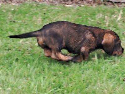 Wire Haired Dachshund puppies in Kilkenny - €1000