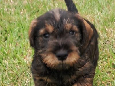 Wire Haired Dachshund puppies in Kilkenny - €1000