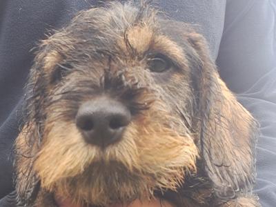 Wire Haired Dachshund puppies in Kilkenny - €1000