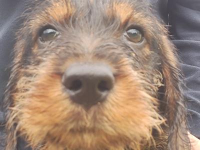 Wire Haired Dachshund puppies in Kilkenny - €1000