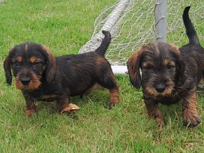 Wire Haired Dachshund puppies in Kilkenny - €1000